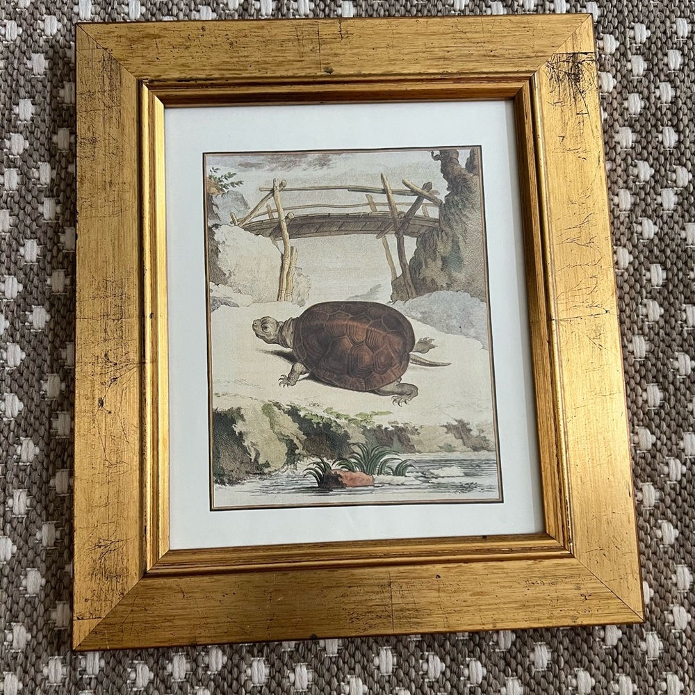 Set of two framed tortoise pictures 11 x 13 each